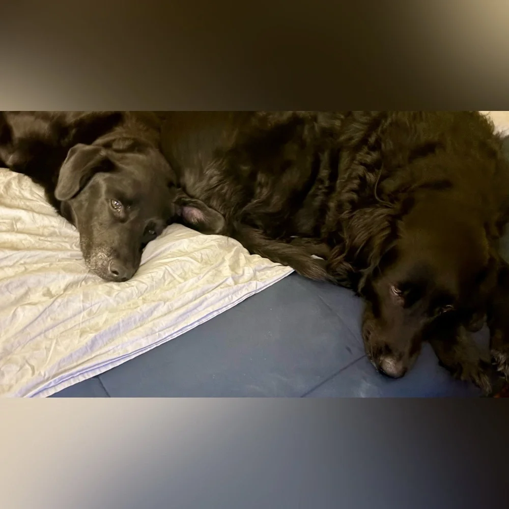 Keychain/Bag Charm For Our Fur Babies Medical Bills💕🐾💕🐾 - Picture 8 of 15